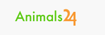 Animals24 - Немецкий миниатюрный шпиц продажа